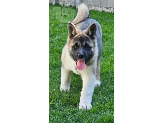 American Akita, υψηλής ποιότητας κουτάβια